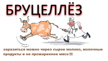 ВНИМАНИЕ! БРУЦЕЛЛЕЗ! ВНИМАНИЕ! БРУЦЕЛЛЕЗ!.